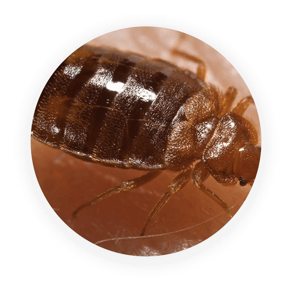 Destroy Bedbugs