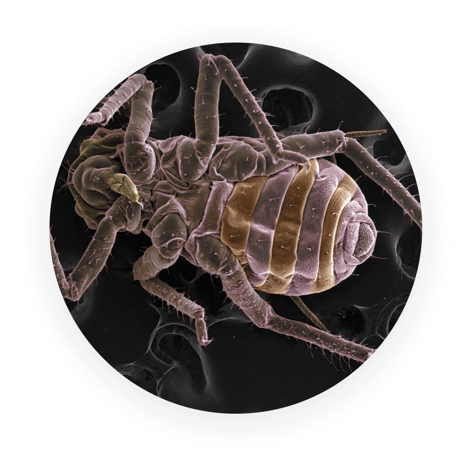 Destroy Dust Mites