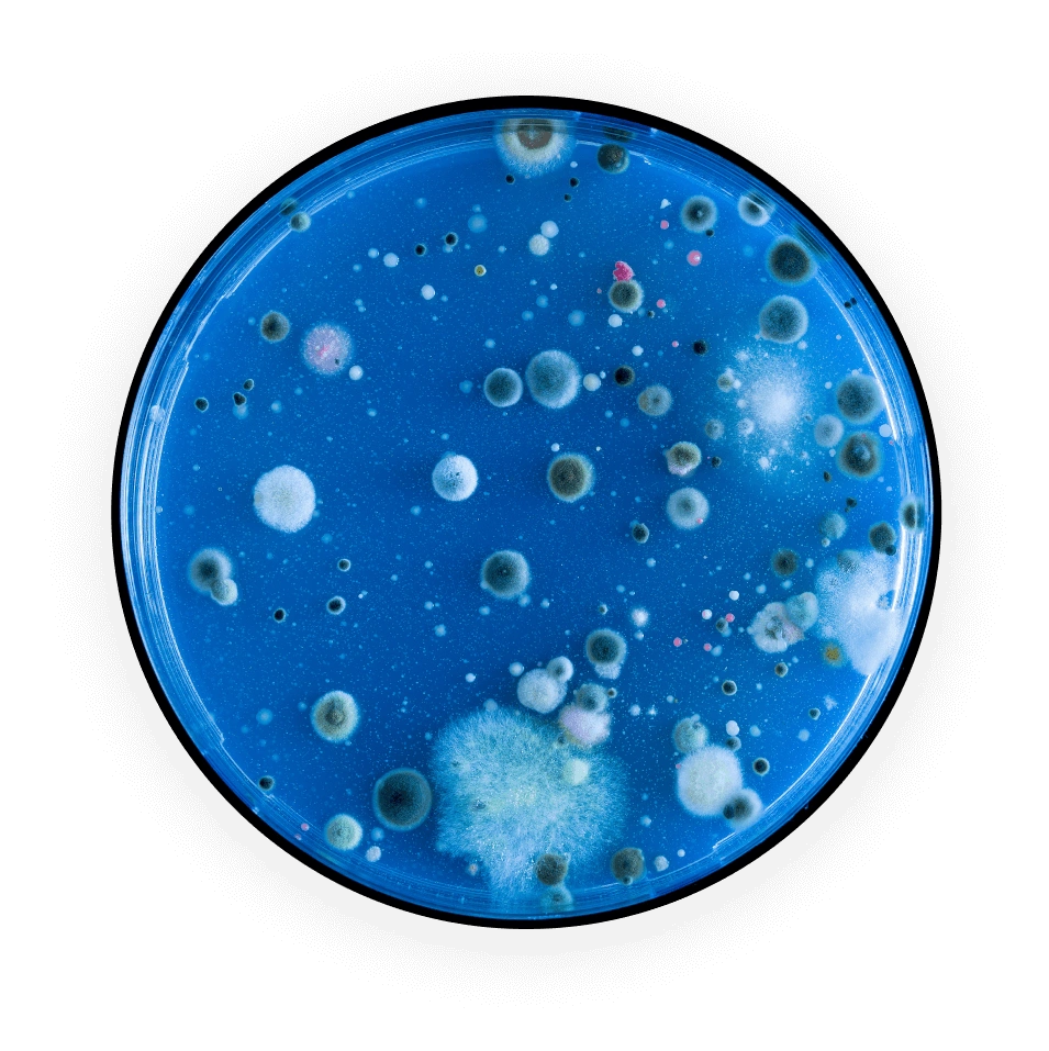 Eliminate Mold