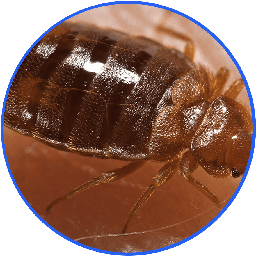Destroy Bedbugs