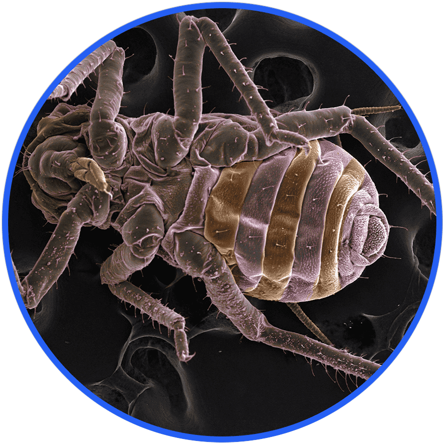 Destroy Dust Mites