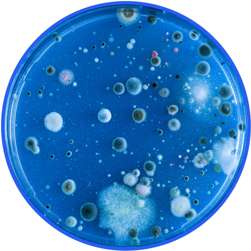 Eliminate Mold