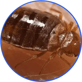 Destroy Bedbugs
