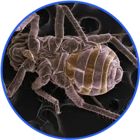 Destroy Dust Mites