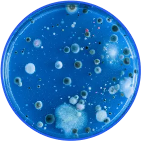 Eliminate Mold